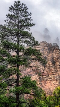 Skały w Oak Creek Canyon we mgle