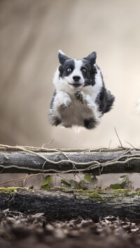 Skok border collie