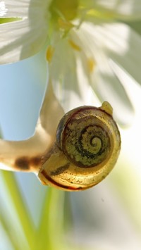 Skorupka ślimaka na kwiatku