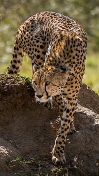 Skradający się gepard