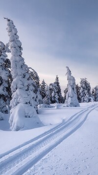 Ślady na śniegu pośród ośnieżonych świerków