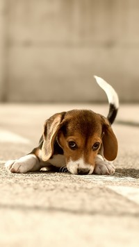 Śliczny maluszek beagle