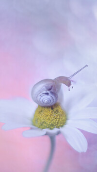 Ślimak na kwiatku rumianu polnego