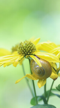 Ślimak na kwiatku żółtej rudbekii