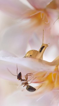 Ślimak z mrówką na kwiatku