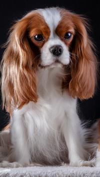 Słodki cavalier king charles spaniel