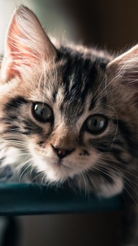 Słodki maine coon