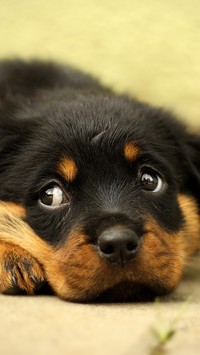 Słodki rottweiler