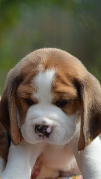 Słodki szczeniak beagle