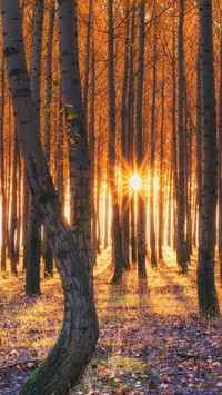 Słońce otarło się o pnie drzew w lesie