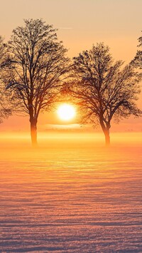 Słońce pomiędzy drzewami na zaśnieżonym polu