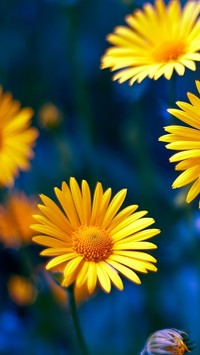 Słoneczkowe kwiaty na niebieskim tle