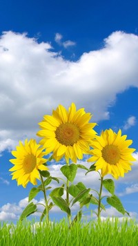 Słoneczne kwiaty na niebieskim niebie