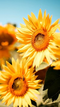 Słoneczne kwiaty