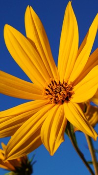 Słoneczny żółty kwiat
