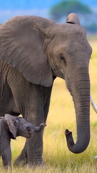 Słoniątko z mamą