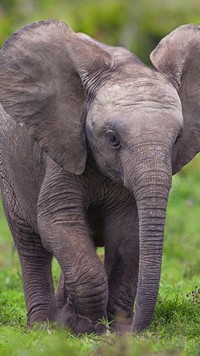 Słoniątko