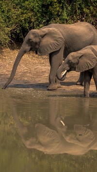 Słonica i słoniątko