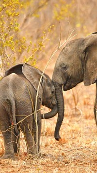 Słonie mają to do siebie że zawsze trzymają się razem