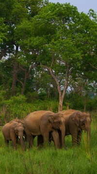 Słonie na trawie pod drzewami