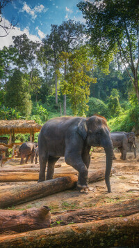 Słonie przy kłodach drzew