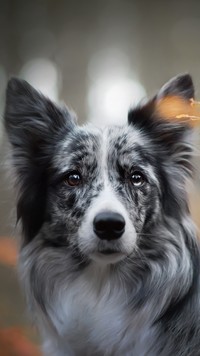 Smutne spojrzenie border collie