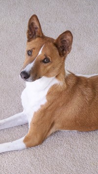 Smutny basenji