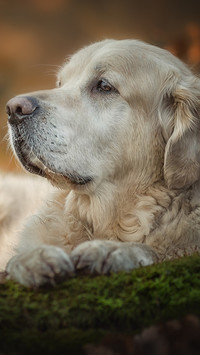 Smutny golden retriever