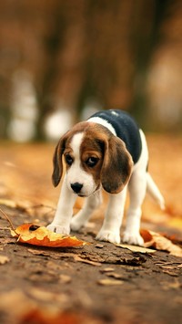 Smutny szczeniak beagle