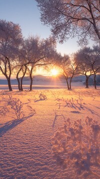 Śnieg pod drzewami w blasku wschodzącego słońca
