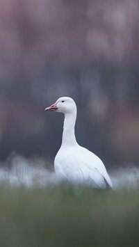 Śnieżyca duża