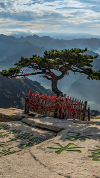 Sosna na skale i góry Mount Hua