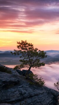 Sosna na skale i mgła nad Parkiem Narodowym Saskiej Szwajcarii