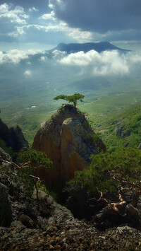 Sosna na skale w górach Krymskich