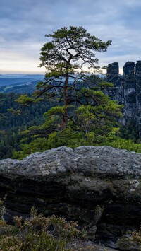 Sosna na skale w Górach Połabskich