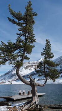 Sosna nad jeziorem Obersee