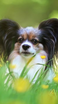 Spaniel kontynentalny Papillon