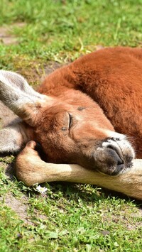 Śpiący kangur rudy