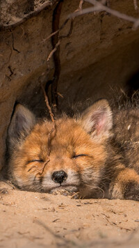 Śpiący lis