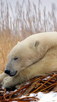 Śpiący niedźwiedź polarny