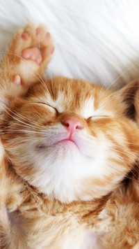 Śpiący rudy kotek