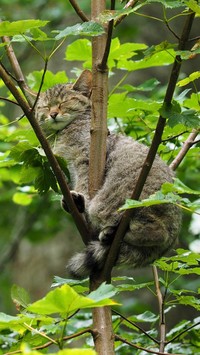 Śpiący szary kot na drzewie