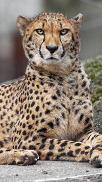 Spojrzenie geparda