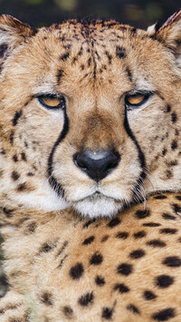 Spojrzenie geparda