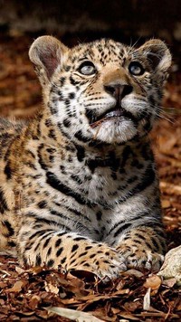 Spojrzenie młodego jaguara