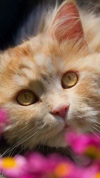 Spojrzenie rudego kotka