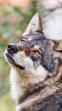 Spojrzenie wilka