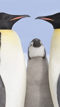 Spotkanie pingwinów