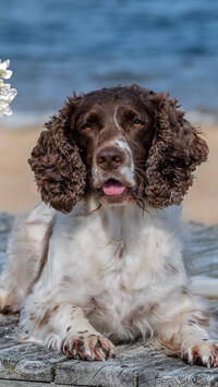 Springer spaniel angielski