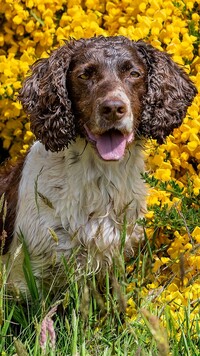 Springer spaniel angielski